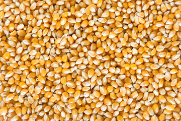 Raw popcorn for background