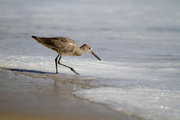 Sandpiper in the surf in spring at Laguna Beach, California
