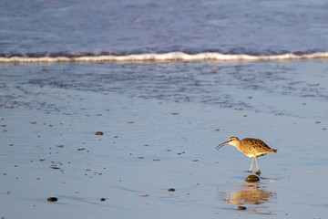 Whimbrel, a sandpiper, on the Pacific Coast near Malibu, California