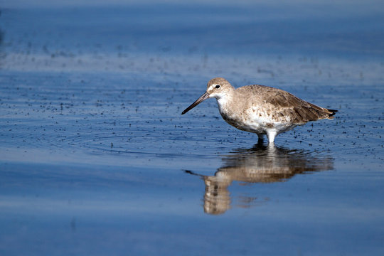 Young Willet in Florida's blue coastal water with reflection