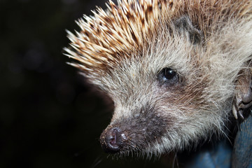 Portrait of a hedgehog