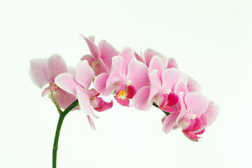 Pink streaked orchid flower, isolated