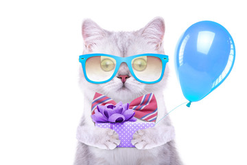Smart beautiful british cat with a gift box. Funny animals. Trendy cat dressed in beautiful clothes
