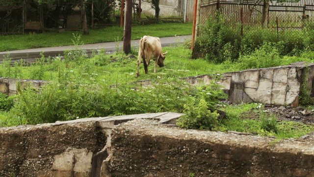 Cow on city street