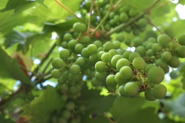 Grappe de raisin verte sur la treille