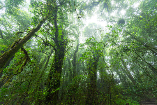 Ever green forest at Inthanon summit low angle view ,Thailand