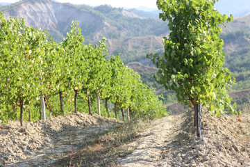 Fototapeta na wymiar Rows of grape vines on a sunny day