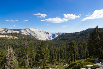 Foret &agrave; Yosemite NP