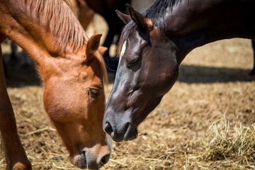 Fototapeta premium group of horses, close up 