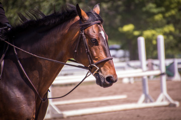 Fototapeta premium brown horse close-up 