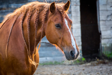 Obraz premium brown horse close-up 