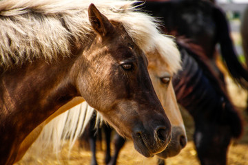 group of horses, close up 