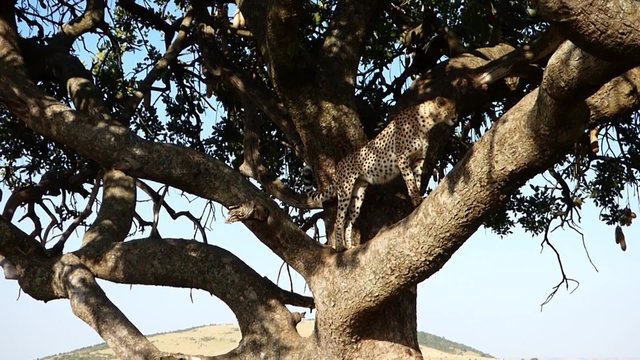 cheetah watching the savannah from the height of a tree in the masai mara reserve