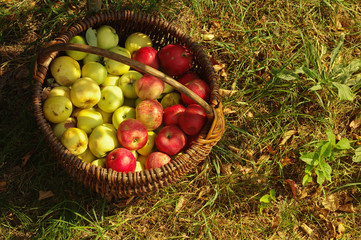 Ripe juicy red apples in a wattled wooden basket. A crop of apples in a basket.