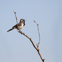 Black-throated Sparrow sings in spring in Arizona's Sonoran Desert