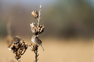 Two Cassin's Sparrows in a dry yucca at Buffalo Lake  National Wildlife Refuge in Texas