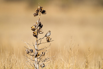 Cassin's Sparrow in a dry yucca at Buffalo Lake  National Wildlife Refuge in Texas