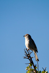 Chipping Sparrows sings in spring against a blue New Mexico sky