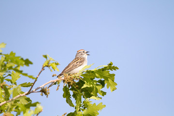 Chipping Sparrows sings in spring against a blue New Mexico sky