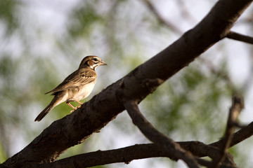 Lark Sparrow in a mesquite tree in Palo Duro Canyon State Park in the Texas Panhandle