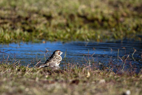 Lark Sparrow bathes in a pool of blue water surrounded by grass