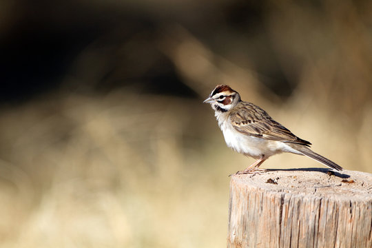 Lark Sparrow in Palo Duro Canyon State Park in the Texas Panhandle