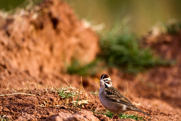 Lark Sparrow in Palo Duro Canyon State Park in the Texas Panhandle