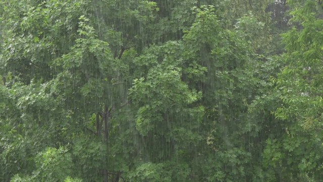 4K Heavy Rain Downpour in the Forest