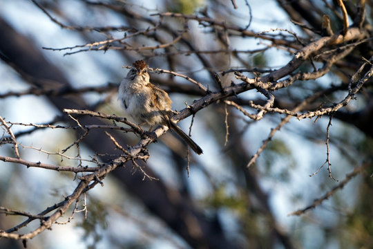 Rufous-crowned Sparrow in a tree near Patagonia in southern Arizona
