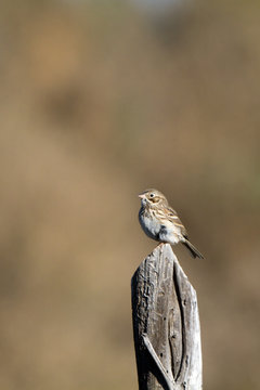 Sage Sparrow on a rural Colorado fence post in autumn