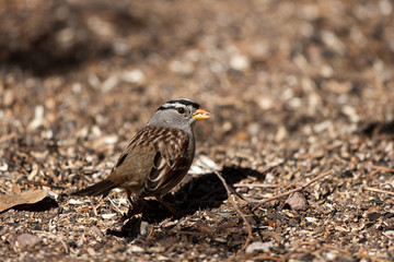White-crowned Sparrow eats seed on the ground in autumn