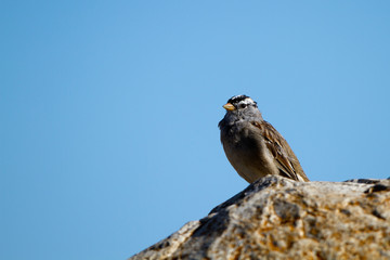White-crowned Sparrow poses on a rock beside California's Pacific Coast