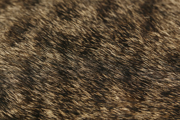 Skin of cat background, close up