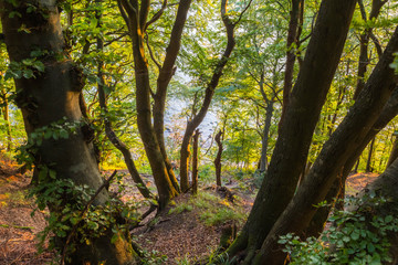 Naklejka premium Buchenwald im Frühherbst