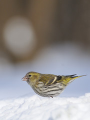 Winter female siskin in snowdrift at efge of forest