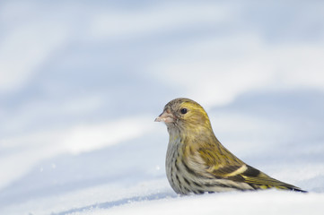 Winter Siskin sitting at snowdrift