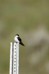 Violet-green Swallow in the Colorado Rockies in summer