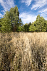 Fototapeta premium Jesienne lasy