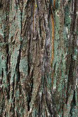 Covered with moss tree bark