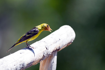 Western Tanager on a hand railing in New Mexico