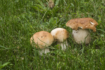 I funghi tra l'erba del prato