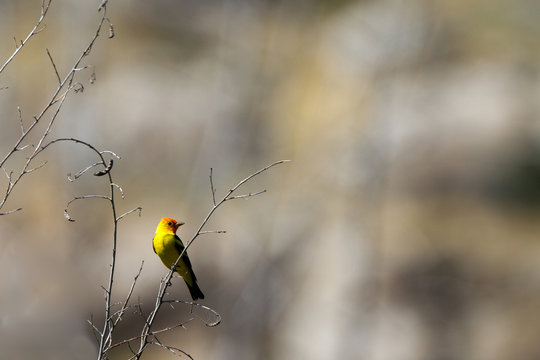 Male Western Tanager in breeding plumage by the Kern River in California