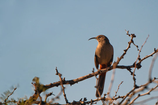 Rare Crissal Thrasher at dawn in southern New Mexico Stock Photo | Adobe  Stock