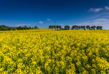 Obraz premium Rapeseed field with a row of trees in the background on a sunny afternoon