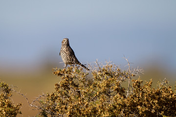 Sage Thrasher in autumn in the San Luis Valley of southern Colorado