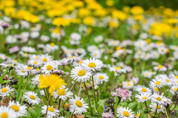 Blooming daisy flowers and sow thistles on the green meadow