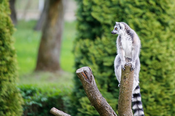 lemur on the tree, green background © pablobart