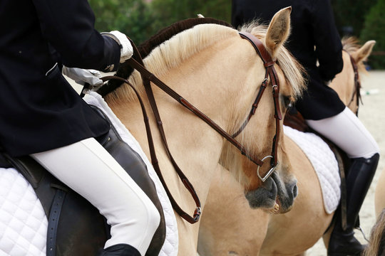 Close up of a fjord horse on a dressage event