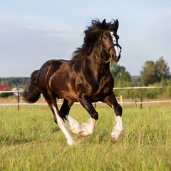 Black Vladimir draft horse runs gallop