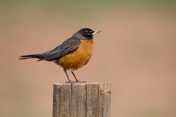 American Robin at dawn in Capitol Reef National Park in Utah